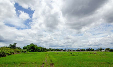 Big clouds above rice field.の写真素材