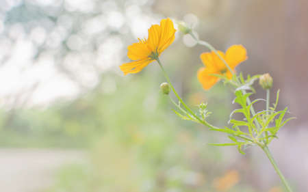 Yellow flowers background with pastel tone.の写真素材