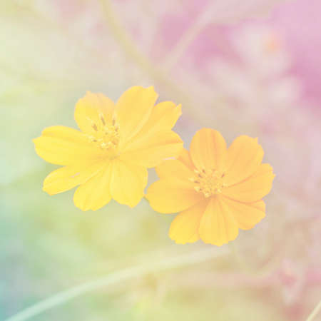 Yellow flowers background with pastel tone.の写真素材