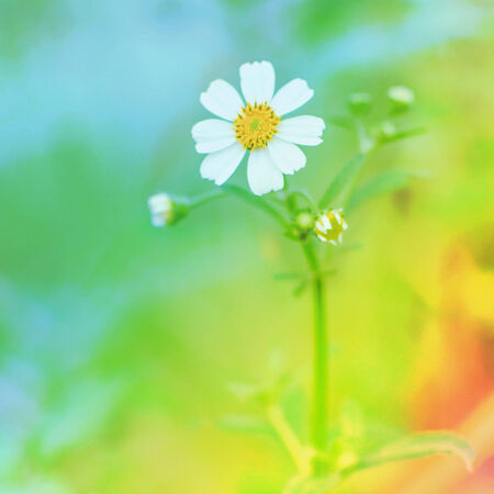 chamomile flowers white color soft focus.の写真素材