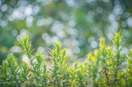 Bokeh and natural green background