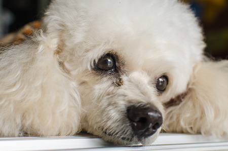White dog with sad eyesの写真素材