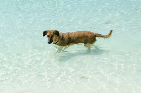 Dog swimming in the sea in summerの写真素材