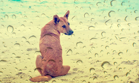 dog sitting on the beach waiting someting under water dropの写真素材