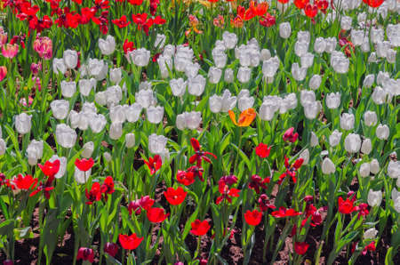 beautiful bouquet of tulip, selective focusの写真素材