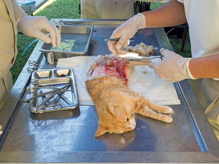veterinarian sterilization operation on cat.の写真素材