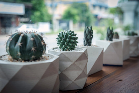 cactus in white pot on wood.の写真素材