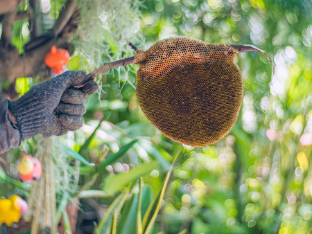 Nest bee in hand, Apis florea.の写真素材