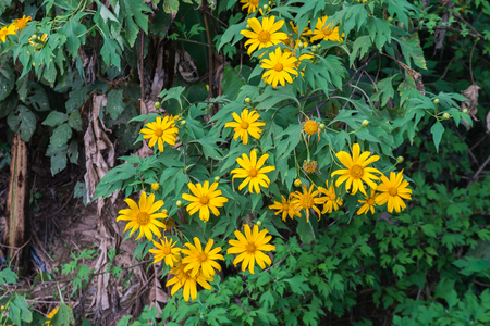 mexican sunflower weed, tithonia diversifolia.
