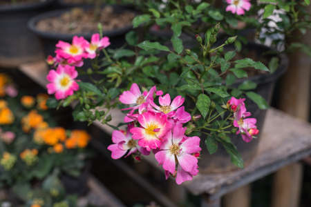 pink rose in the garden.の写真素材