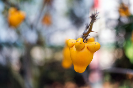 Titty fruit on tree in garden or solanum mammosum or the apple of sodom or thorny popolo.の写真素材