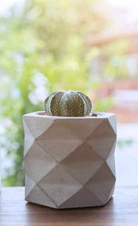 cactus in pot on wood bar.の写真素材