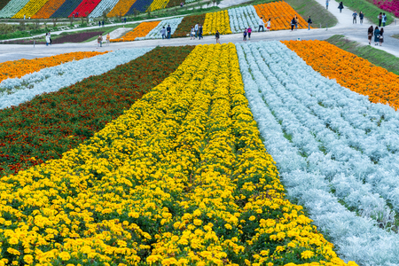 Biei, Hokkaido, Japan - September 27, 2018: shikisai-no-oka Farm is one of the many farms in the hokkaido beautiful flowers farm colorful hill at Biei, Hokkaido, Japanのeditorial素材