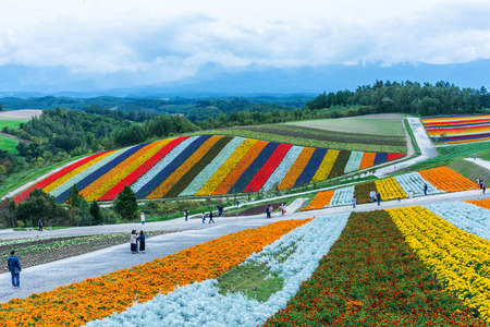Biei, Hokkaido, Japan - September 27, 2018: shikisai-no-oka Farm is one of the many farms in the hokkaido beautiful flowers farm colorful hill at Biei, Hokkaido, Japan.のeditorial素材