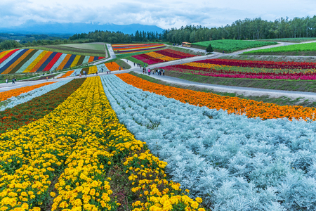 Biei, Hokkaido, Japan - September 27, 2018: shikisai-no-oka Farm is one of the many farms in the hokkaido beautiful flowers farm colorful hill at Biei, Hokkaido, Japan.のeditorial素材