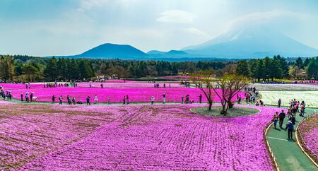 Yamanashi, Japan - May 1, 2017 : Pink moss or shibazakura field with Mt.Fuji background in shibazakura festival in Japan.のeditorial素材