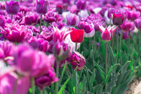 Tulibs flower field in Japan.の写真素材