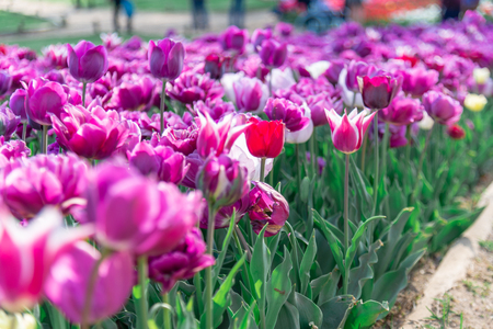 Tulibs flower field in Japan.の写真素材