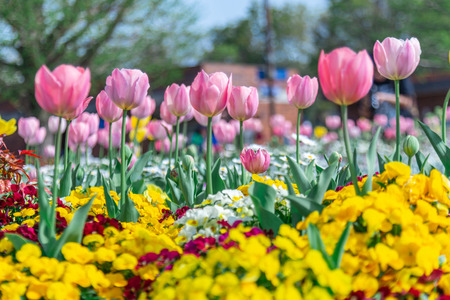 Tulibs flower field in Japan.の写真素材