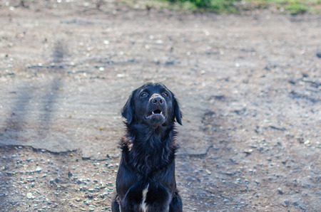 black dog sitting alone.の写真素材