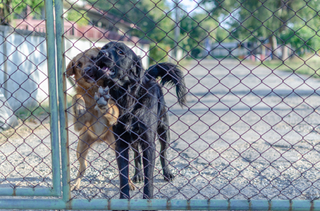 two dog imprisoned.の写真素材