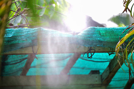 fog spray in garden