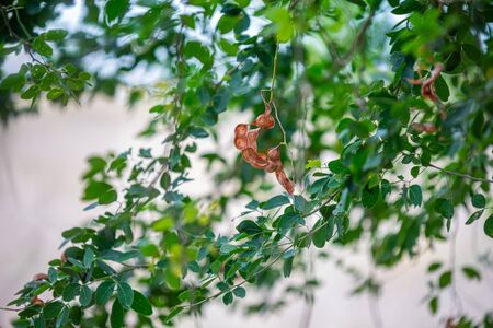green leaf manila tamarind tree