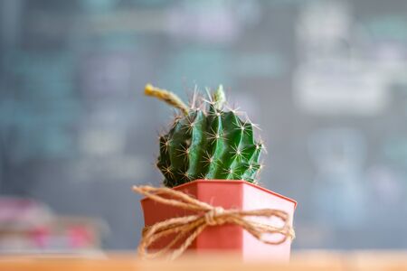 cactus in pot on wood  desk.の写真素材