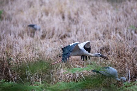 Asian openbill stork in filed .