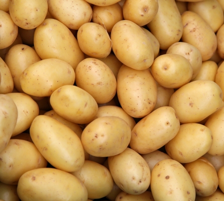 Fresh organic young potatoes sold on marketの写真素材