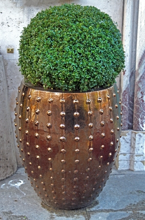 Bushy plant in decorative pot in front of building entranceの写真素材