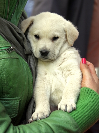 Small beige puppy in arms of female ownerの写真素材