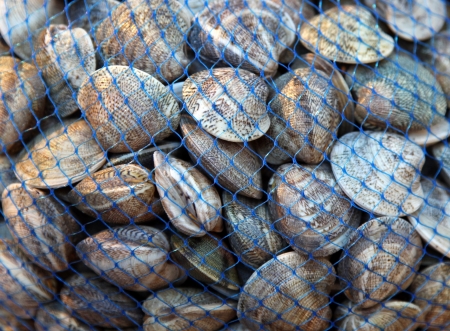 Big pile of seashell clams in netの写真素材