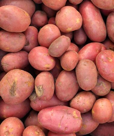 Organic red potatoes pile for sale on green marketの写真素材