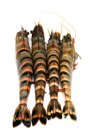 Raw tiger shrimps ready to be cookedの写真素材
