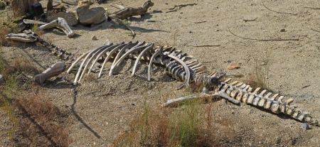 Dead dinosaur ancient skeleton bones in sand の写真素材