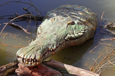 Very old crocodile floating in swamp waterの写真素材