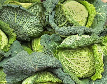 Pile of fresh organic savoy cabbage vegetable sold on marketの写真素材