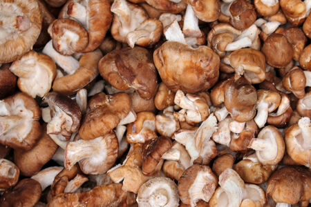 Big pile of shiitake mushrooms sold on marketの写真素材