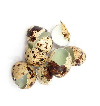 Bunch of broken empty quail egg shellsの写真素材