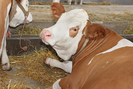 Cow laying on the barn floor hayの写真素材