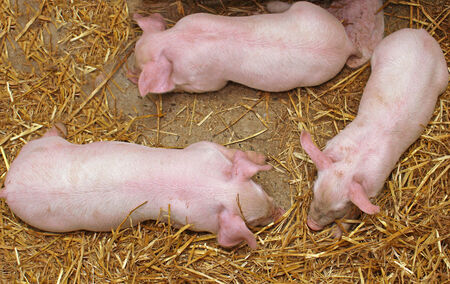 Three small piglets laying on hay inside barnの写真素材