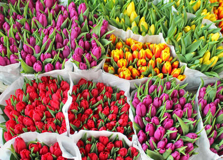 Bunch of colorful tulips bouquets on marketの写真素材