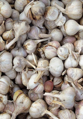 Large pile of raw organic garlic vegetableの写真素材