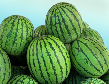 Big pile of fresh organic sweet green watermelonsの写真素材