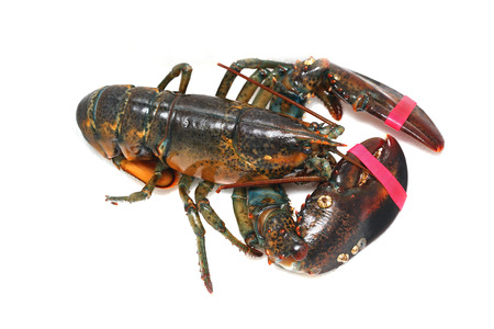 Live lobster taken out from a tank with claws secured with elastic bandの写真素材
