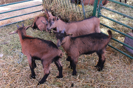 Small young goats playing inside barn penの写真素材