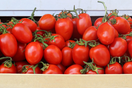 Pile of fresh organic red plum tomatoesの写真素材