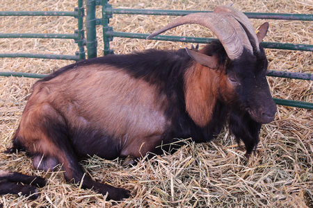 Capricorn lying on hay inside domestic farmの写真素材