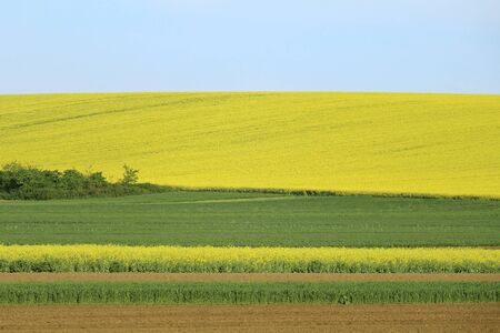 Rural landscape of bright yellow rapeseed fieldの写真素材